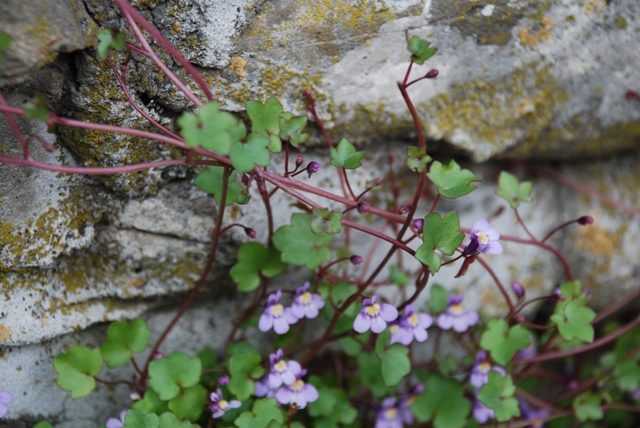 Cymbalaria muralis